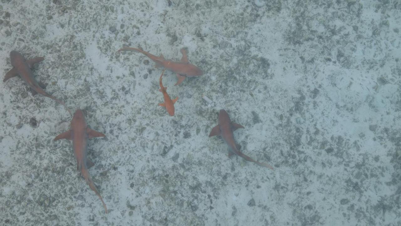Alimas Holiday Retreat Maldives Фелиду Екстериор снимка